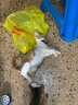 新宠之康宠物猫咪滴耳液狗狗耳螨耳臭洗耳水清洁洗耳液滴耳油 猫咪专用清洁滴耳液 实拍图