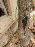 世家大树活的快树木营养液果树吊针液通用型移栽生根剂营养液吊针袋 晒单实拍图