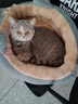 猫咪之家 蒙古包猫窝狗窝四季保暖猫屋封闭式猫垫子小型犬可水洗宠物睡袋 B款开放式猫窝 （灰色） 中号（9斤左右） 实拍图