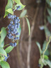 佳能（Canon）EOS600D750D700D760D800D850d学生入门拍照摄像二手单反相机 700D+18-55 is【套机】 95新 实拍图