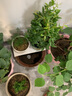 法国香水茉莉花苗冬季带花苞长青绿植花卉盆栽 黄茉莉爬藤植物耐寒花卉 法国香水中苗不含盆 含盆 实拍图