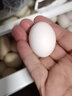 我老家鸽子蛋 新鲜 现捡散养谷物蛋 孕妇宝宝营养生鲜 鲜鸽蛋30枚装 实拍图