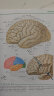 奈特人体神经解剖彩色图谱 实拍图