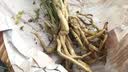 劉閣蘭花新品兰花苗 春剑赌草 冬带花苞出售开品未知新奇 好养花卉盆栽草 3苗连体裸根 实拍图