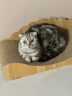 珍宠星球猫抓板猫窝耐磨不掉屑猫爪窝立式双层瓦楞纸四季通用猫窝 大沙发 实拍图