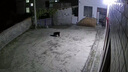 欢宠网狗项圈狗狗宠物脖圈脖套狗圈大狗小型中型大型犬狗绳牵引绳狗链子 实拍图