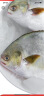 沃鲜汇 鱼 金鲳鱼 400-450g/条 冰鲜鲳鱼 生鲜鱼类 薄冰衣 4条装金鲳鱼 精品装450g/1条(人工精选) 实拍图