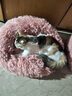 柒哦猫窝保暖冬季狗窝封闭式四季通用甜甜圈猫窝冬天网红宠物垫子用品 保暖长绒深睡窝-粉色 M【15斤内适用 50cm】 实拍图