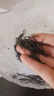 碧螺2025年春茶绿茶东方茶韵碧螺春送礼一级A104g明前新茶送人礼盒装 实拍图