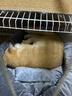 憨憨宠猫窝狗窝四季通用宠物猫狗垫子宠物窝宠物狗狗猫咪用品猫床睡袋 灰色XL号+头枕+小黄鱼 实拍图
