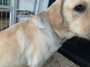 万牵狗链子 不锈p链牵引绳项圈栓狗遛中大型犬脖圈脖套P链金属防咬铁 4.0丝粗（60—70斤）65厘米 实拍图