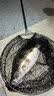 达亿瓦（DAIWA）ZILLION SV TW/HD 子龙 泛用水滴轮路亚远投钓鱼轮 渔线轮 21款 泛用偏小饵SV 100 国际版右6.3速 实拍图