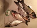 客友钓具客友名扬四海鱼钩散装新关东鱼钩袖钩钓鱼钩套装鱼钩有无刺配件 千又有刺 5号 实拍图