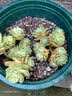 环球（HUAN QIU）花盆带托盘 加厚阳台花卉盆栽种植盆月季茉莉绣球栀子花加仑花盆 矮胖2.5加仑-口径26.1cm高18.4cm 盆+托【1个】 实拍图