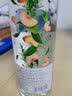 灰雁（Grey Goose）（Grey Goose ）果味750ml 白桃迷迭香味 30度鸡尾酒基酒 洋酒 实拍图