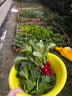 花沃里10款蔬菜种子套餐秋冬季 胡萝卜白菜水果萝卜香菜小葱菠菜生菜籽 实拍图