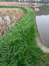 冷落草牧草种子四季多年生黑麦草籽鸡鸭菊苣苏丹草苜蓿草种子猪牛羊高产 进口一年生黑麦草/1斤装 实拍图