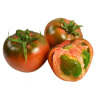 京地达栗贝诺山东铁皮草莓西红柿绿腚碱地番茄3斤单果约100克源头直发 实拍图