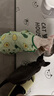 智宙猫咪衣服夏季猫衣服防掉毛薄款幼宠物背心小型犬柯基博美泰迪衣服 【两件装】胡萝卜+牛油果 L 建议7-9斤 背长32cm 实拍图