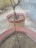 葡萄树苗南方北方种植树水果树苖蓝宝石葡萄苗果树果苗盆栽地栽爬藤当年结果 马奶子葡萄苗当年结果 实拍图
