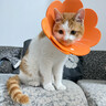 唐宠 伊丽莎白圈猫幼猫项圈猫咪吐司耻辱圈猫脖圈绝育手术防舔可调节 白色字母M码(建议6-13斤) 伊丽莎白圈 实拍图