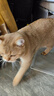 阿飞和巴弟猫粮e76益生菌全价冻干双拼猫粮P86无谷纯鸡肉低敏成猫幼猫猫粮 鸡肉鳕鱼配方E80C  3斤 实拍图