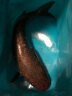WEFOX 威狐矶钓竿包硬式1.35米路亚大肚渔具包超轻多功能海钓鱼竿包 WAX-2003黑色145CM 晒单实拍图