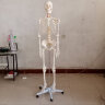 ENOVO颐诺170cm人体骨骼模型 骨架标本模型美术医学艺用疼痛科 可拆卸 人体骨骼骨架骨全科专科 晒单实拍图