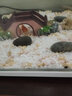 森森（SUNSUN） 玻璃砂鱼缸装饰造景蓝色玻璃珠水族箱饰品底沙鱼缸造景石底砂 黄色雨花石500g 实拍图