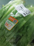 东升供港油麦菜300g 长叶莴苣 长生菜 炒菜 广州新鲜配送 实拍图