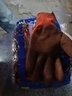 新吉星发泡王劳保手套批发浸胶耐磨防滑透气乳胶工作干活劳动工地 新吉星发泡王桔咖色【24双】 L 实拍图