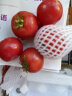 金百粟陕西泾阳普罗旺斯西红柿 生吃沙瓤西红柿番茄农家自种时令生鲜 普罗旺斯 3斤 中果 实拍图