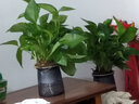 欧悟 室内办公桌面绿植净化空气除甲醛水培植物小绿植花卉盆栽绿萝 绿萝 带盆栽好 实拍图