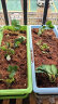 史丹利种草莓肥料专用肥营养肥盆栽营养液家用水溶肥有机复合肥 实拍图