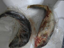 品鲜肴 淡水鱼生态大小鲤鱼 渔民野外捕获鲜活鱼现杀整条鲤鱼 海鲜水产 净膛后400g/条【1斤现杀】 实拍图