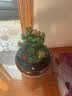 御春阁4年大苗带花苞 多肉植物长寿花盆栽绿巴黎重瓣花苗室内阳台花卉 宫灯长寿花（暂时不带花苞） 实拍图