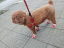 宠哆哆 狗狗鞋子泰迪脚套宠物透气柯基比熊贵宾博美轻便鞋 熊猫狗鞋(橙色) L-XL码 5号（建议12-15斤） 实拍图