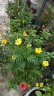 花沃里10款花种子套餐 花卉种子组合太阳花凤仙花向日葵四季种野花 晒单实拍图