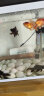 AIPHAROW活体观赏鱼活体小金鱼冷水鱼苗狮鸿运当头小型好养耐活兰寿龙景 黑龙睛6-8cm2条 实拍图