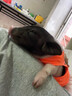 暮秋小主【猪猪侠同款】宠物小香猪活体幼崽家养纯种迷你猪活物可爱萌宠 泰国小香猪幼崽（公） 实拍图