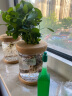 温馨满屋（V.S.M.V）办公室水培养生植物绿植室内盆栽好养活富贵竹九里香小盆栽 绿萝+创意新款盆 实拍图