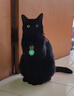 贵族猫粮益能全价猫粮冻干鲜肉幼猫成猫鸡肉鱼油美毛猫粮 益能系列-鸡肉猫粮5.4kg 实拍图