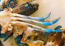 蟹得福 湛江特大兰花蟹梭子蟹鲜活飞蟹海鲜新鲜蓝花蟹带膏母蟹 【家庭装】5斤装 （2-3只/斤） 实拍图
