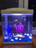 森森（SUNSUN） 玻璃砂鱼缸装饰造景蓝色玻璃珠水族箱饰品底沙鱼缸造景石底砂 海蓝玻璃砂1000g 实拍图