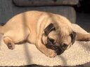 帅帅名宠 北京犬舍  纯种 巴哥犬纯种幼犬哈巴狗活 短毛小奶狗 血统级二 实拍图