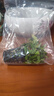 云峰海瑞水草活体懒人草鱼缸造景活体水草套餐鱼缸水草有茎类中后景真水草 【好养易活】红雨伞（5只一组） 实拍图