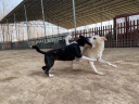 爱丽思（IRIS）狗罐头零食宠物湿粮成犬幼犬牛肉味鸡肉味混合装100g*72罐装 晒单实拍图