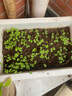 IDEAL理想农业 上海青菜种子小白菜青菜小油菜籽四季蔬菜种子 约2万粒 实拍图