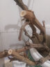 欧悟【买2颗送1颗】嫁接葡萄树苗 南北方种植盆栽地栽庭院阳台果树苗 蓝宝石葡萄 六年大苗当年结果 实拍图