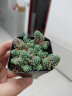 墨一教师节多肉植物带盆栽好组合套装办公室桌面摆件绿植花卉盆栽好养 姬星美人【塑料盆栽好】 实拍图